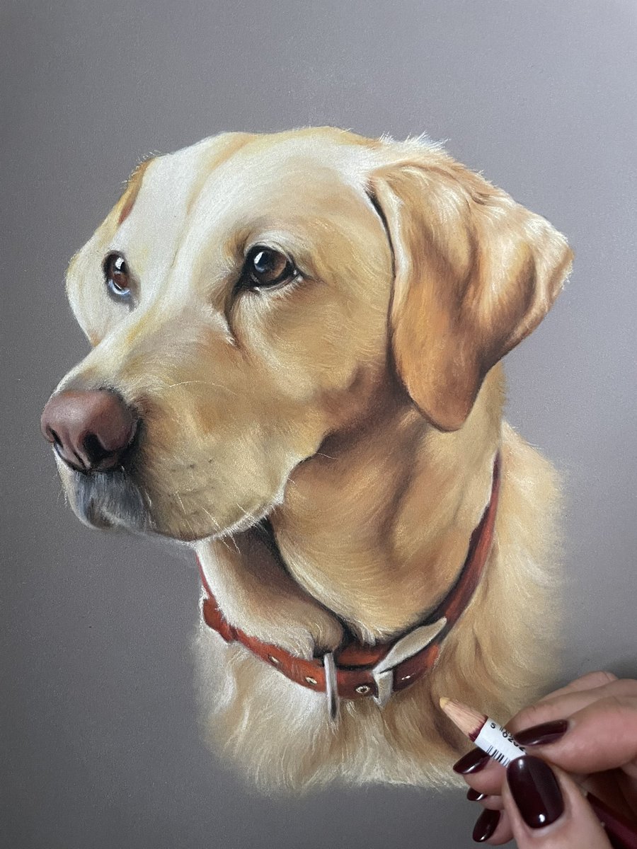 Morning everyone! ☀️

Finally I can share something!  Here we have Tilly the Labrador.. sadly Tilly passed away a few years ago so this picture was to remember her by ❤️

#portrait #art #drawing #labrador #pastelpainting
