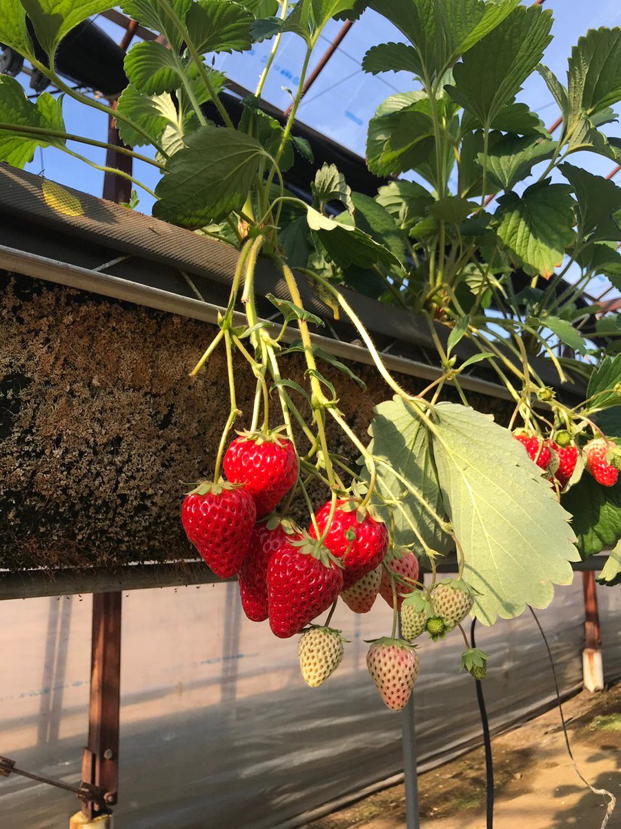 ningninug's tweet image. 딸기, 🍓  I step into my sunlit strawberry greenhouse, wearing a white striped top and a red scrunchie. Surrounded by lush green plants and the sweet scent of ripe fruit, I pluck a perfect red strawberry, savoring its juicy sweetness as the mountains peek through the windows.  🪴