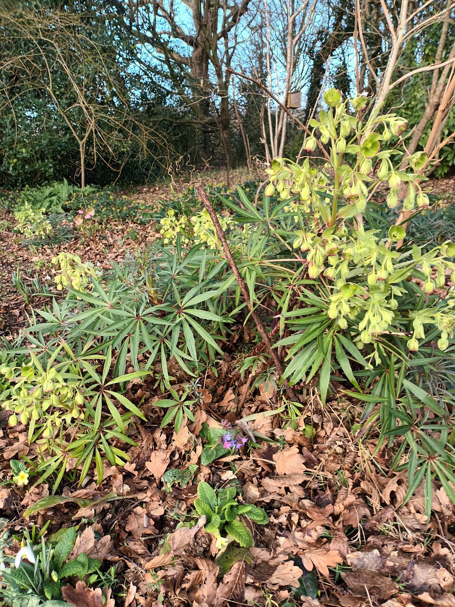 February rainfall here was 54mm.