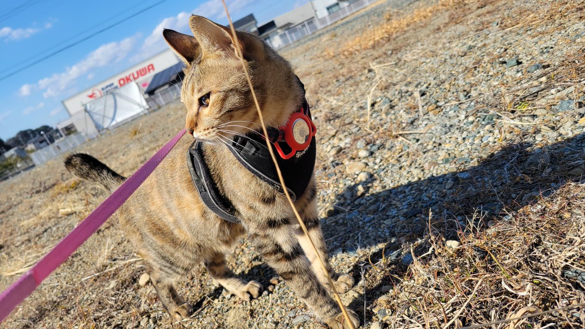 お散歩大好きなつなちゃん

お散歩行きたいってにゃーにゃーずっと言ってるのかわいい

今日は暖かかったから良かったね😻

#つなちゃん #キジトラ
#猫のいる暮らし
#猫好きさんと繋がりたい