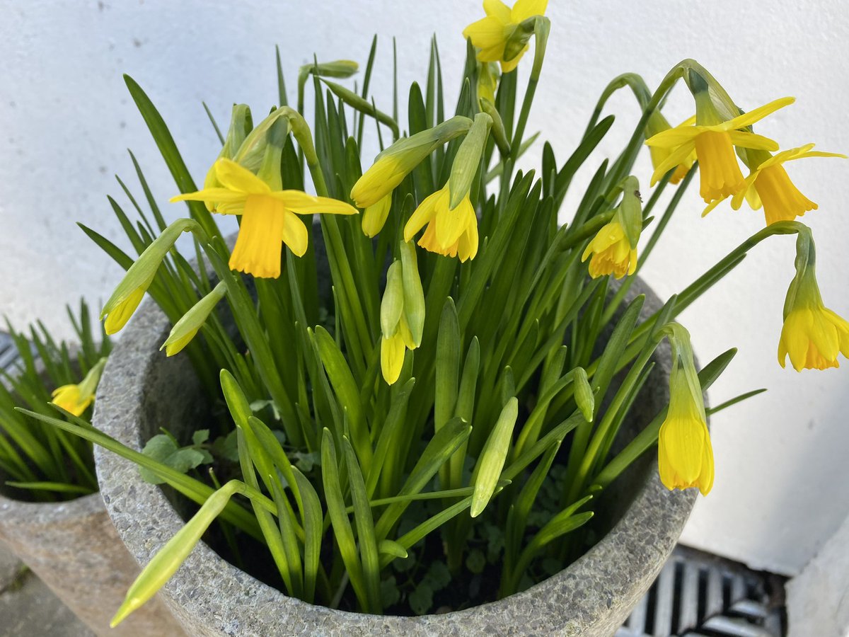 Dydd Gwyl Dewi Hapus bawb 🌼🏴󠁧󠁢󠁷󠁬󠁳󠁿 Happy St David’s Day all 🌼🏴󠁧󠁢󠁷󠁬󠁳󠁿