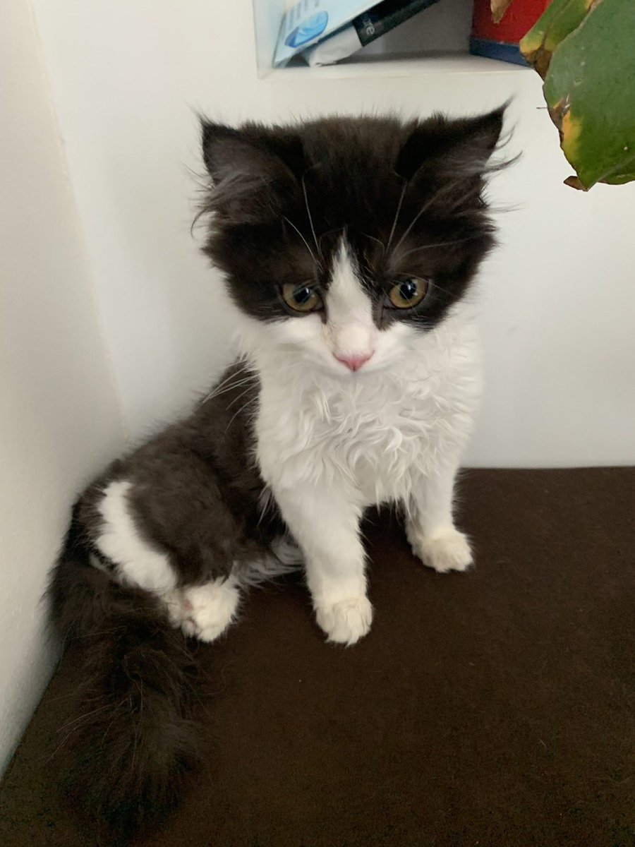 Fishcake tweet media