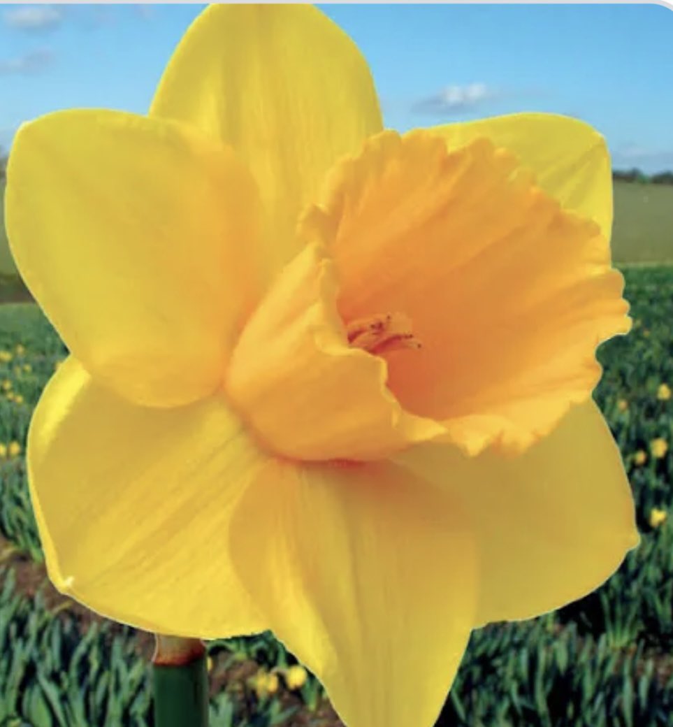 Happy St David’s day to one and all, the sun is shining this morning in #Wales. Wherever you are on the world we hope everyone has a wonderful March 1st 🏴󠁧󠁢󠁷󠁬󠁳󠁿👞❤️

#morethanashoeshop
The Brogue Trader