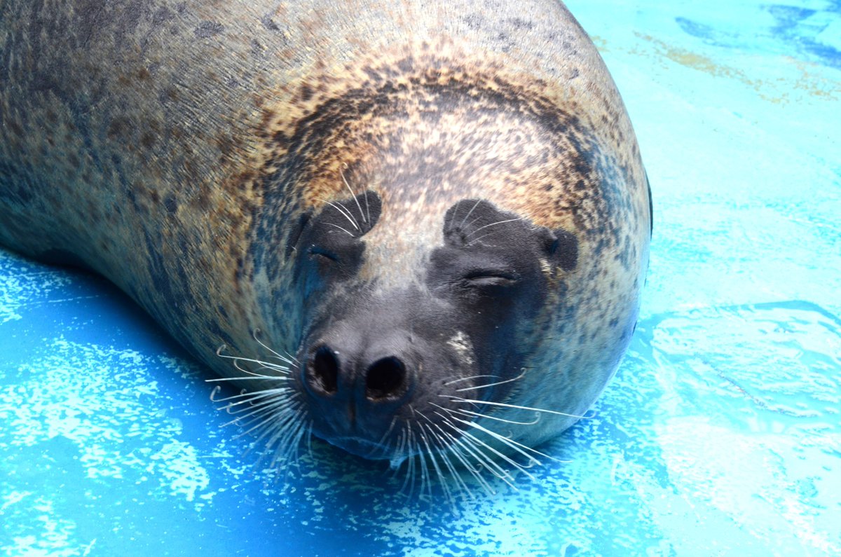 ゴマフアザラシのオス、テル（1枚目）とヨイチ（2枚目）を繁殖調整の
