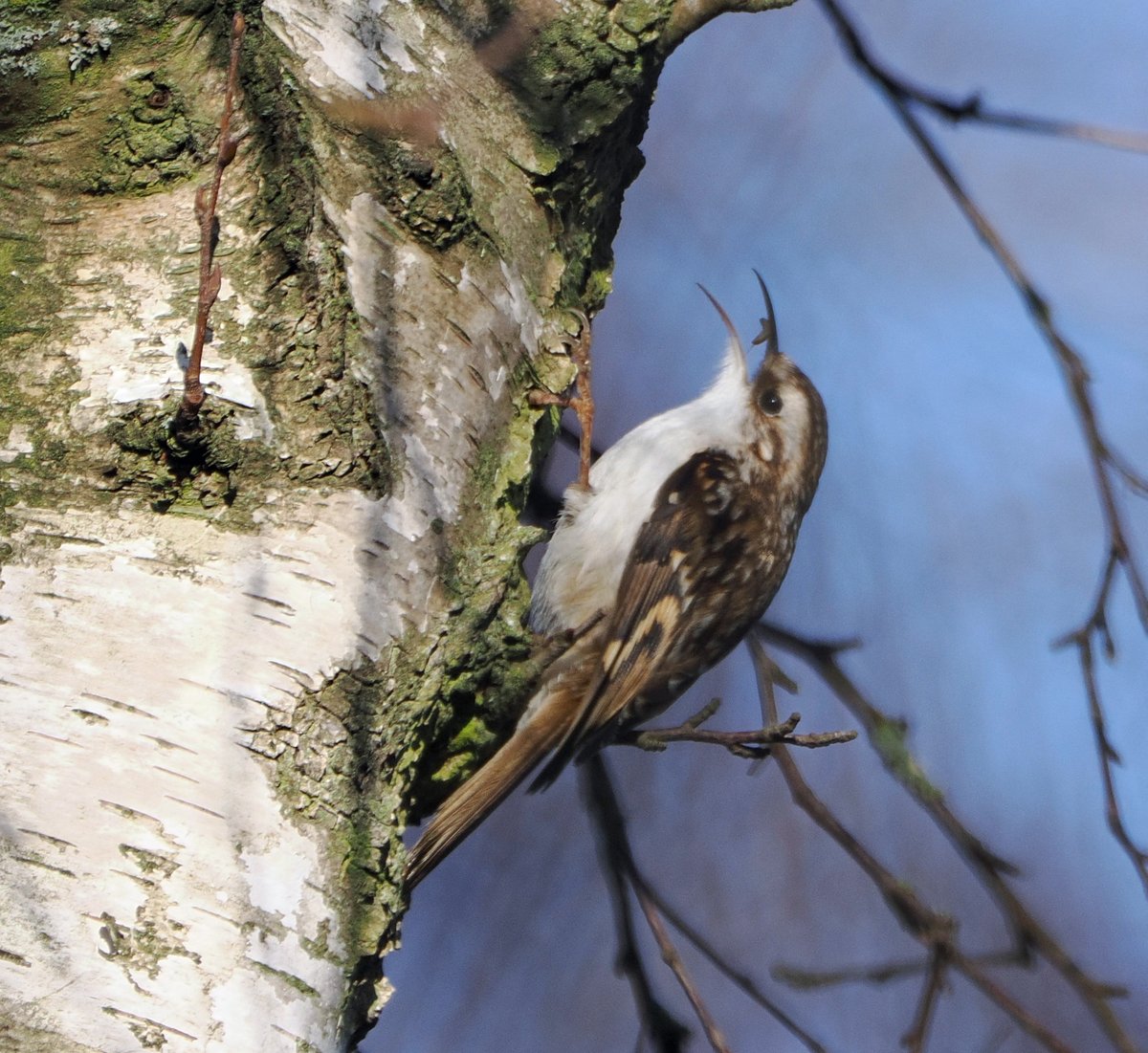 Treecreeper (with grub) at Fairburn Ings. #ThePhotoHour #TwitterNatureCommunity #wildlifephotography #NaturePhotography #birds
