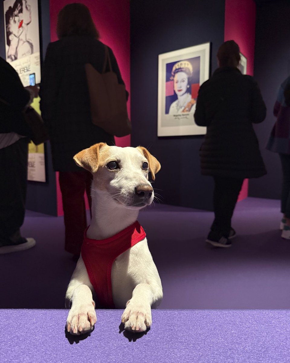 Pipper on tour tweet media