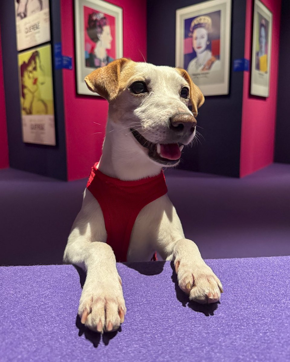 Pipper on tour tweet media