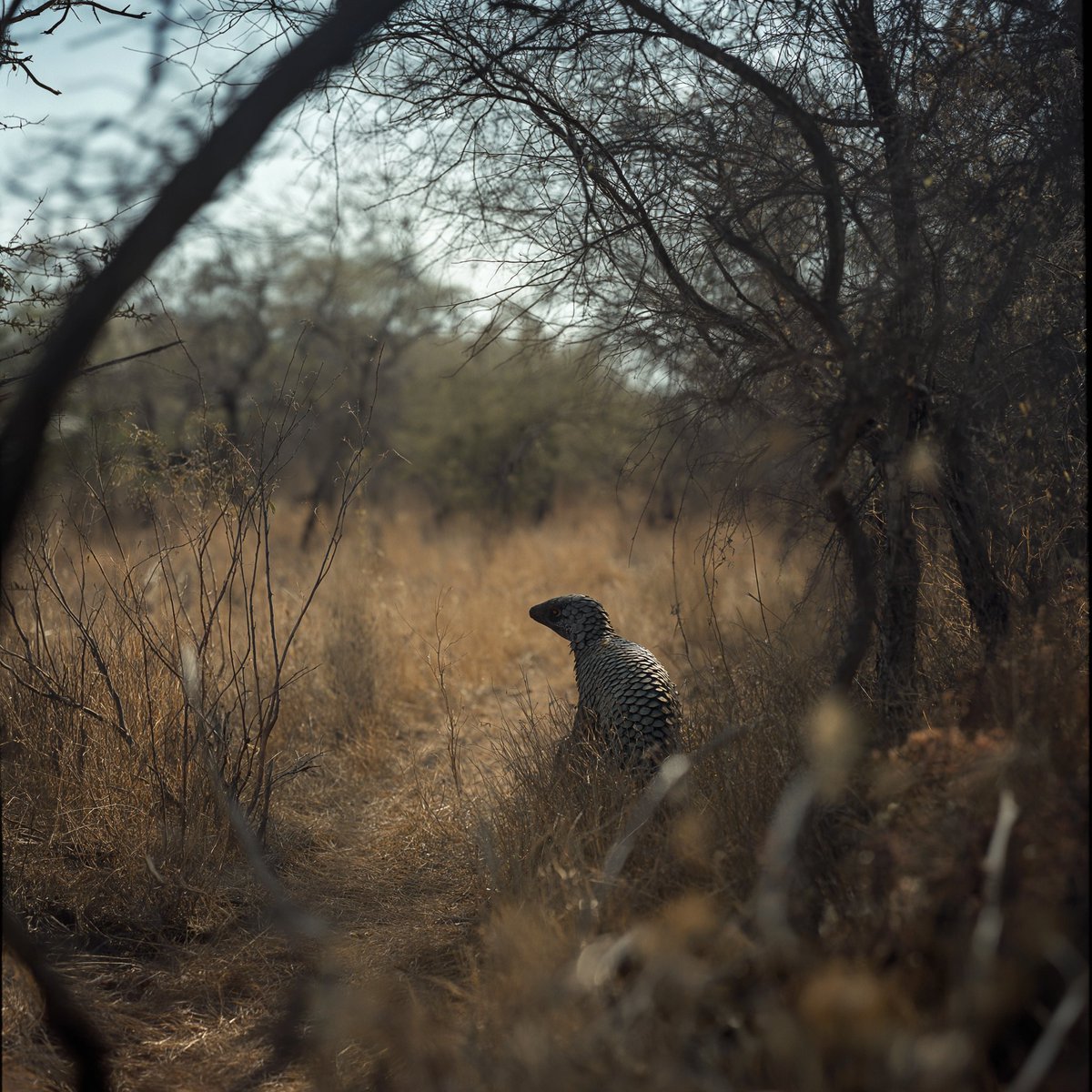 EllasEscapes's tweet photo. A pangolin in the South African bush is a rare and magical sight. 

Covered in overlapping, armor-like scales, this elusive, nocturnal creature moves with a slow, deliberate gait, using its powerful claws to dig for ants and termites. When threatened, it curls into a near-impenetrable ball, relying on its tough exterior for protection. 

In the golden light of dusk, its earthy brown scales shimmer subtly against the dry savanna, blending perfectly with the landscape. 

With their numbers dwindling due to poaching and habitat loss, spotting one in the wild is an unforgettable privilege.