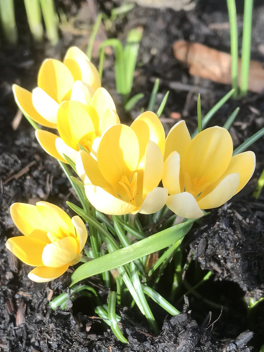 PygmyCreative's tweet image. The first day of meteorological Spring at last!