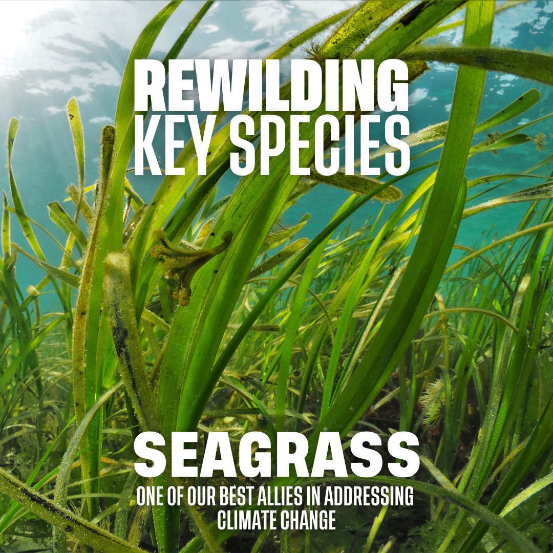 RewildingB's tweet photo. Happy #WorldSeagrassDay 🌱

Seagrass meadows are some of our best allies in addressing climate change.

These #bluecarbon ecosystems capture and store carbon while protecting our coasts from increased storms and floods. (1/2) https://t.co/wp1v2kguOp