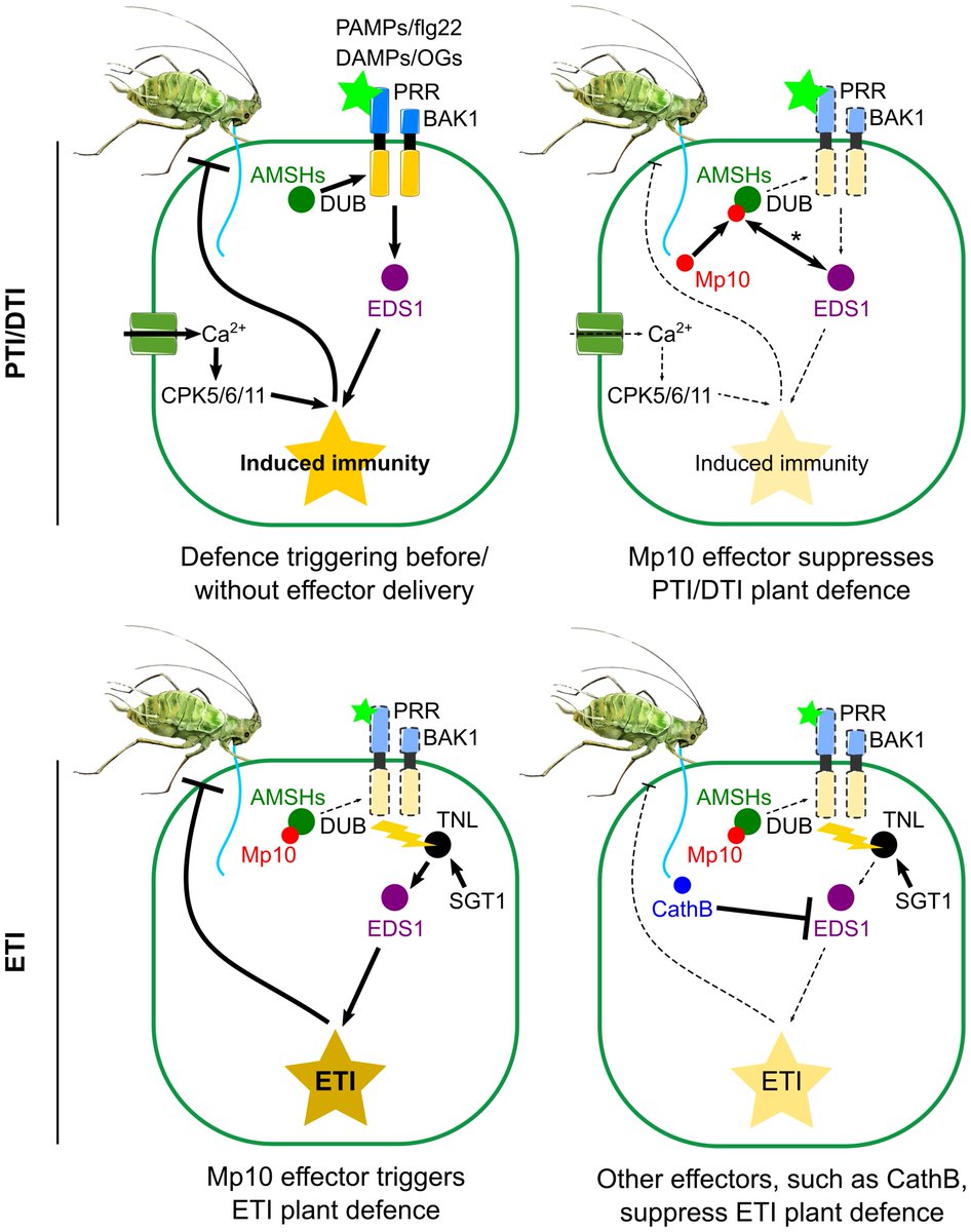 Matteo Gravino (@gravino_matteo) on Twitter photo Therefore, we identified EDS1 as a key player in the dual role of Mp10, suppressing DTI/PTI responses and eliciting ETI, indicating that Mp10 operates at the interface of PTI/DTI and ETI to manipulate plant immunity. Therefore, we identified EDS1 as a key player in the dual role of Mp10, suppressing DTI/PTI responses and eliciting ETI, indicating that Mp10 operates at the interface of PTI/DTI and ETI to manipulate plant immunity.