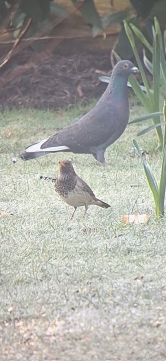 mjp4468's tweet photo. Phew... at least it stayed. Black-throated Thrush. https://t.co/FmxyFIu8LQ