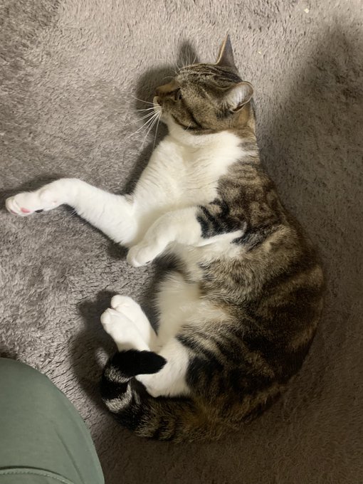 毛玉が転がってきたので撫で回した 