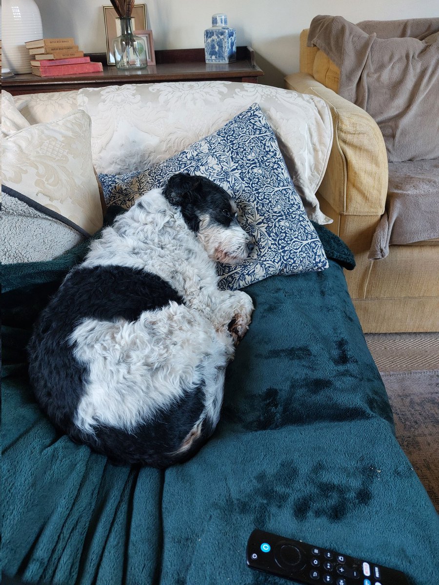 Jeff likes a john lewis cushion. 
<a href="/BalkanUnderdogs/">Balkan Underdogs</a> #rescuedogs <a href="/rickygervais/">Ricky Gervais</a>