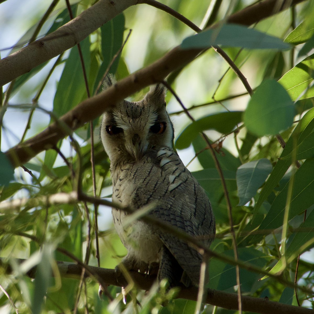 Northern White-faced Owl, The Gambia February 19th 2025 <a href="/OrioleBirding/">Oriole Birding</a>