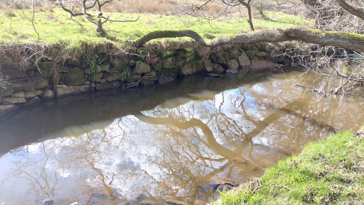 ProfJGrey's tweet photo. Into the headwaters of Oak Beck on a cracking spring day for @WildTroutTrust @YorkDalesRT and finally some better quality habitat. Not without issues, even up here, but great opportunities for improvement
#NiddActionGroup #fishpassage https://t.co/Htf2TBYQna