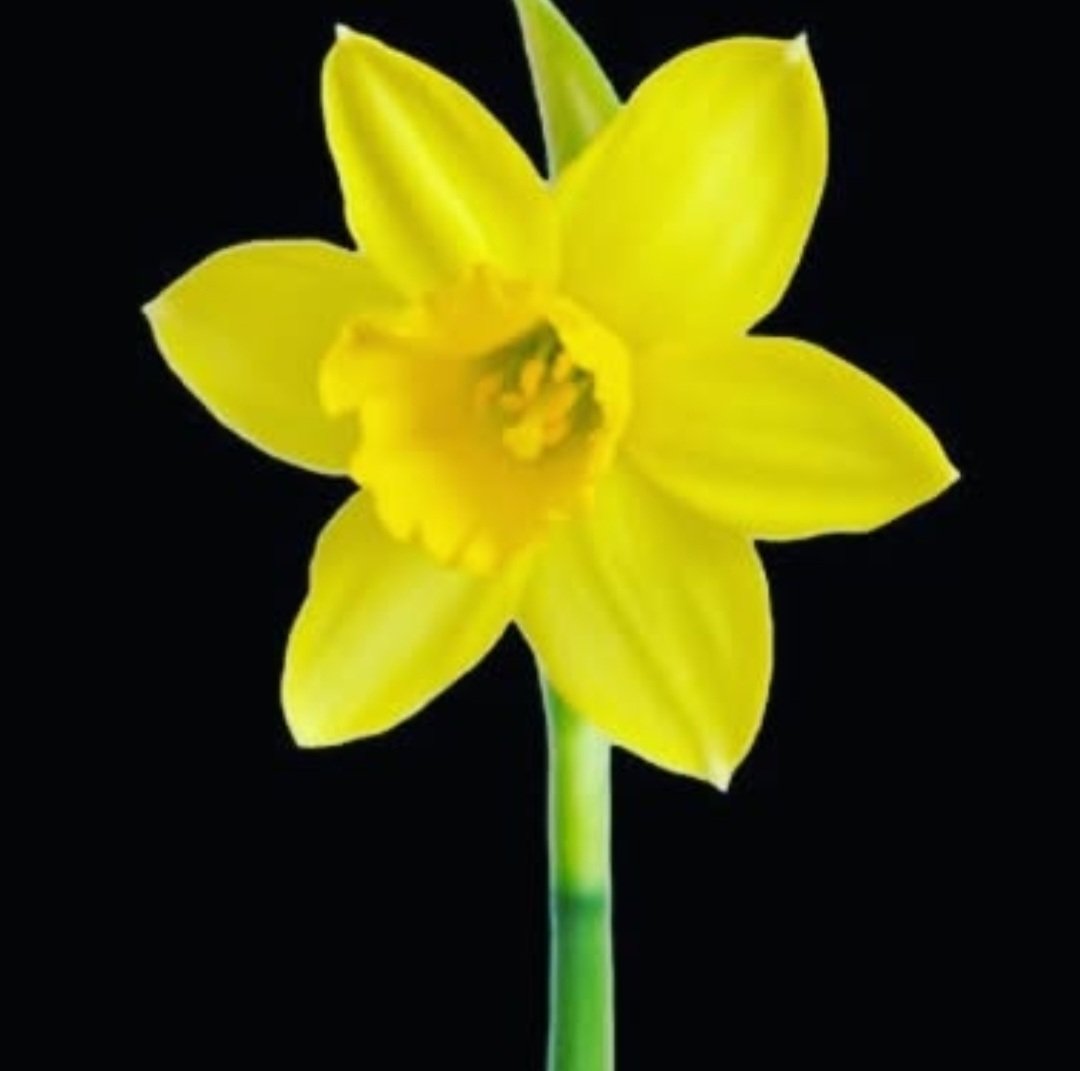Happy St David's Day 
Dydd Gŵyl Dewi Hapus!