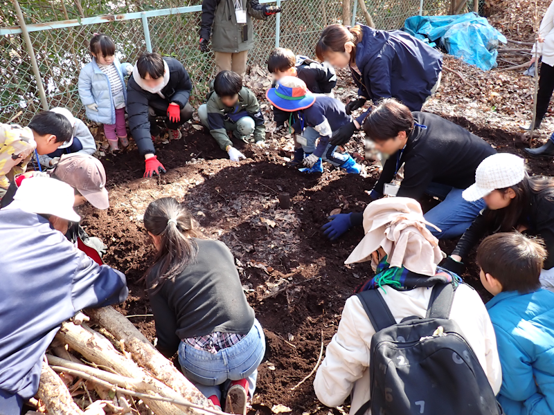 itakon_net's tweet image. 昨年つくった、たい肥をほって、たくさんのカブトムシの幼虫を観察、オスメスを分けると、オスの方が大きいことがよく分かりました、その後、カブトムシの幼虫が土づくりに貢献していることなどを学び、シイタケ栽培後のホダ木を割ってみたり、大きな朽ち木のクワガタの産卵痕などを観察しました。