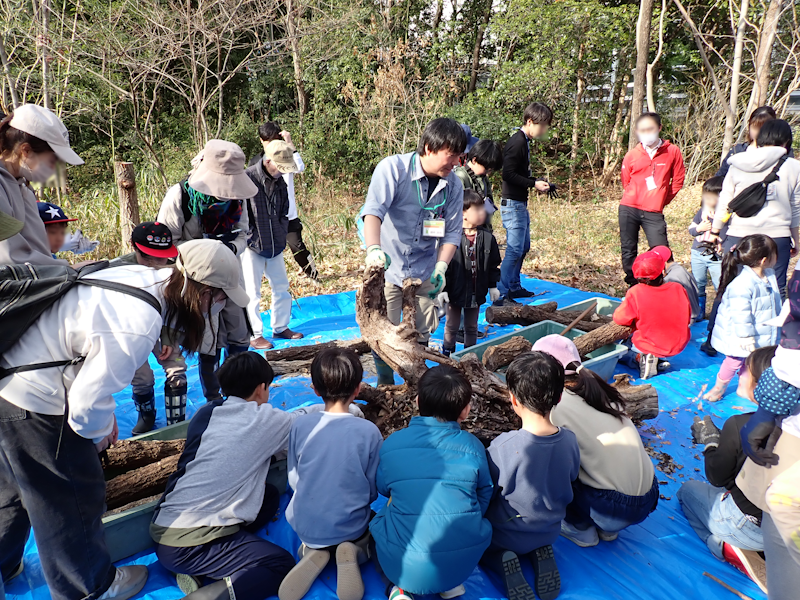 itakon_net's tweet image. 昨年つくった、たい肥をほって、たくさんのカブトムシの幼虫を観察、オスメスを分けると、オスの方が大きいことがよく分かりました、その後、カブトムシの幼虫が土づくりに貢献していることなどを学び、シイタケ栽培後のホダ木を割ってみたり、大きな朽ち木のクワガタの産卵痕などを観察しました。