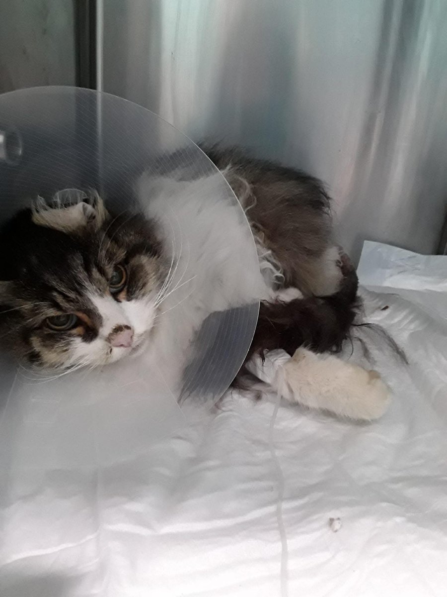 unonlus's tweet photo. Emergenza per #Adriana
#Scrocco รจ ricoverato ๐๐ป๐๐ป๐๏ธ๐๏ธ๐๏ธ
โ๏ธ 348 6517384
#aiutaunrandagio https://t.co/nWuq9rHM1S