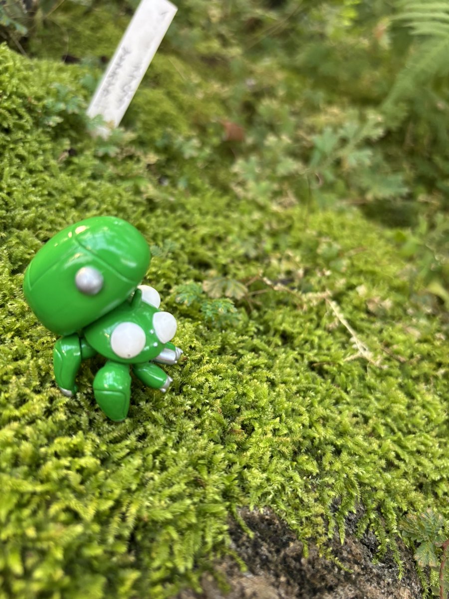 chocoff_moss's tweet photo. #板橋区熱帯環境植物館 https://t.co/EQkQuBYe6w