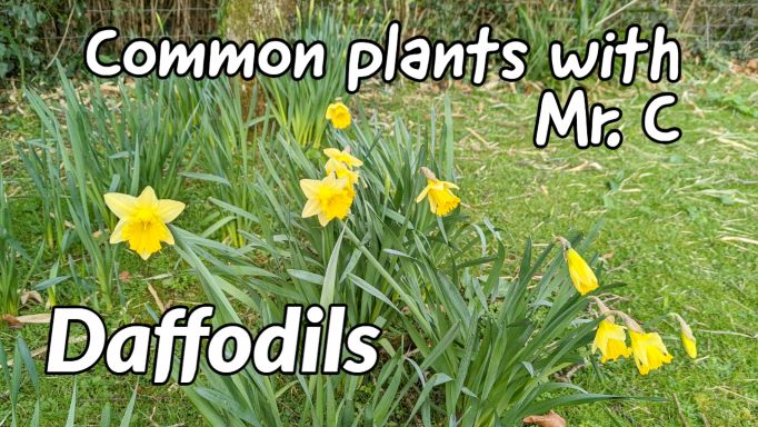 RogietPrimary (@rogietprimary) on Twitter photo Dydd Gwyl Dewi Hapus! π΄σ §σ ’σ ·σ ¬σ ³σ Ώβ€οΈ
Cenhinen Pedr (Daffodils)
Click on the link π
youtu.be/rDBn8ZPLNog
<a href="/craigarmiger/">Craig Armiger</a> <a href="/LtL_News/">Learning through Landscapes</a> <a href="/_OLW_/">DysguAwyrAgoredCymru/OutdoorLearningWales</a> @WoodlandTrust @CoedCadw @thekentacorn <a href="/WTWales/">Wildlife Trusts Wales</a> <a href="/RobPennWildwood/">Robert Penn</a> #dyddgwyldewi #daffodils Dydd Gwyl Dewi Hapus! π΄σ §σ ’σ ·σ ¬σ ³σ Ώβ€οΈ
Cenhinen Pedr (Daffodils)
Click on the link π
youtu.be/rDBn8ZPLNog
<a href="/craigarmiger/">Craig Armiger</a> <a href="/LtL_News/">Learning through Landscapes</a> <a href="/_OLW_/">DysguAwyrAgoredCymru/OutdoorLearningWales</a> @WoodlandTrust @CoedCadw @thekentacorn <a href="/WTWales/">Wildlife Trusts Wales</a> <a href="/RobPennWildwood/">Robert Penn</a> #dyddgwyldewi #daffodils