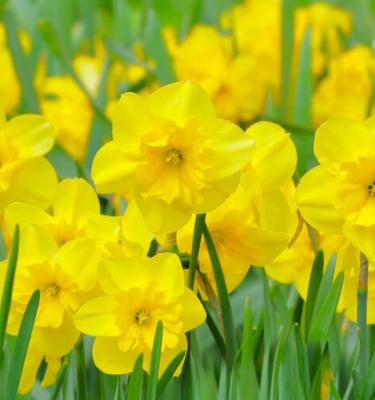 Dydd Gŵyl Dewi Hapus pawb 🌼