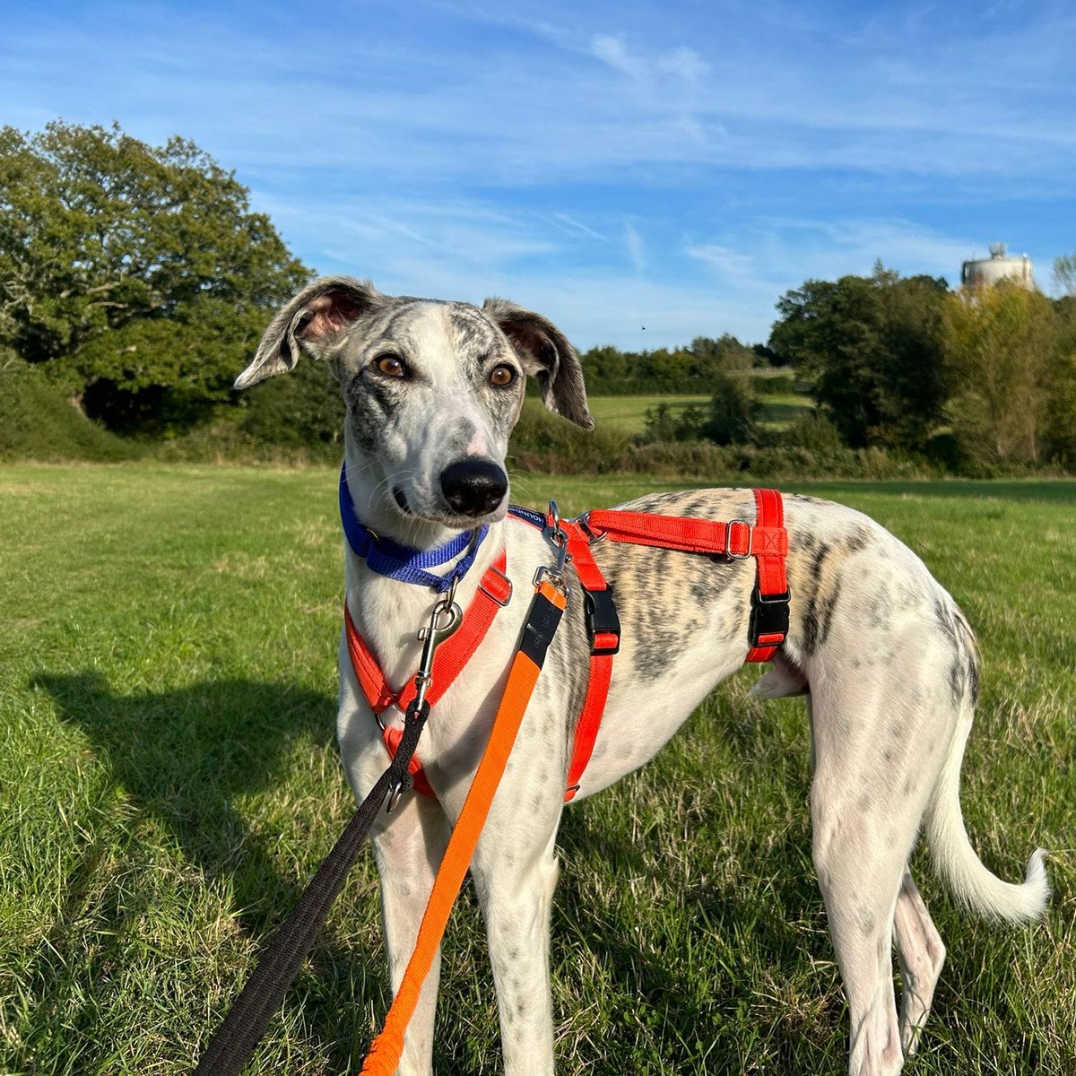 Please retweet to help Larry find a home #SUSSEX #UK 
Available for adoption, registered British Charity✅
Details or apply for Larry below👇
arundawndogrescue.co.uk/larry
LARRY LURCHER -This gorgeous boy was a stray found terrified, injured and wearing a shock collar tightened into