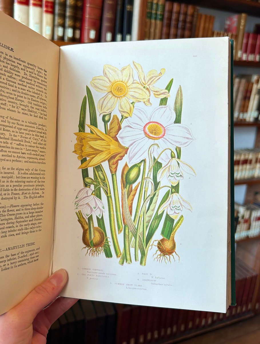 Dydd Gŵyl Dewi Hapus, pawb!

Dyma Cennin Bedr, y blodyn cenedlaethol Cymru - hyfryd! 🌼
