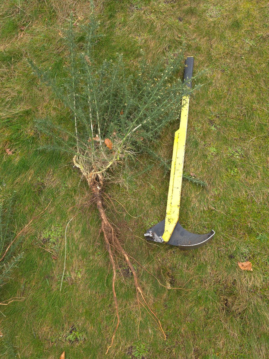 Ipswich golf club ecology page tweet media