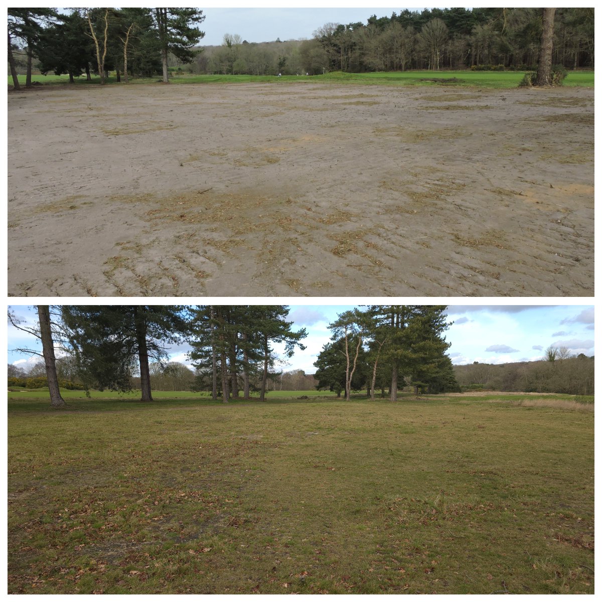 Ipswich golf club ecology page tweet media