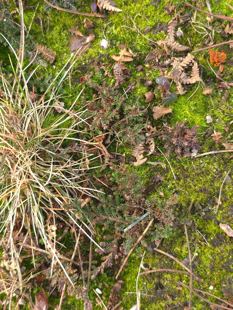 Ipswich golf club ecology page (@igcecology1) on Twitter photo More heath restoration work <a href="/PurdisHeathGolf/">Ipswich Golf Club</a> this week. Collecting & spreading Heather seed ongoing, pulling small Gorse scrub. Pics of 2 of 2024 areas worked before & what they are like now. Heather seedlings starting to come through <a href="/golfenvawards/">Golf Environment Awards</a> <a href="/Ecology1BIGGA/">Ecology @ BIGGA</a> More heath restoration work <a href="/PurdisHeathGolf/">Ipswich Golf Club</a> this week. Collecting & spreading Heather seed ongoing, pulling small Gorse scrub. Pics of 2 of 2024 areas worked before & what they are like now. Heather seedlings starting to come through <a href="/golfenvawards/">Golf Environment Awards</a> <a href="/Ecology1BIGGA/">Ecology @ BIGGA</a>