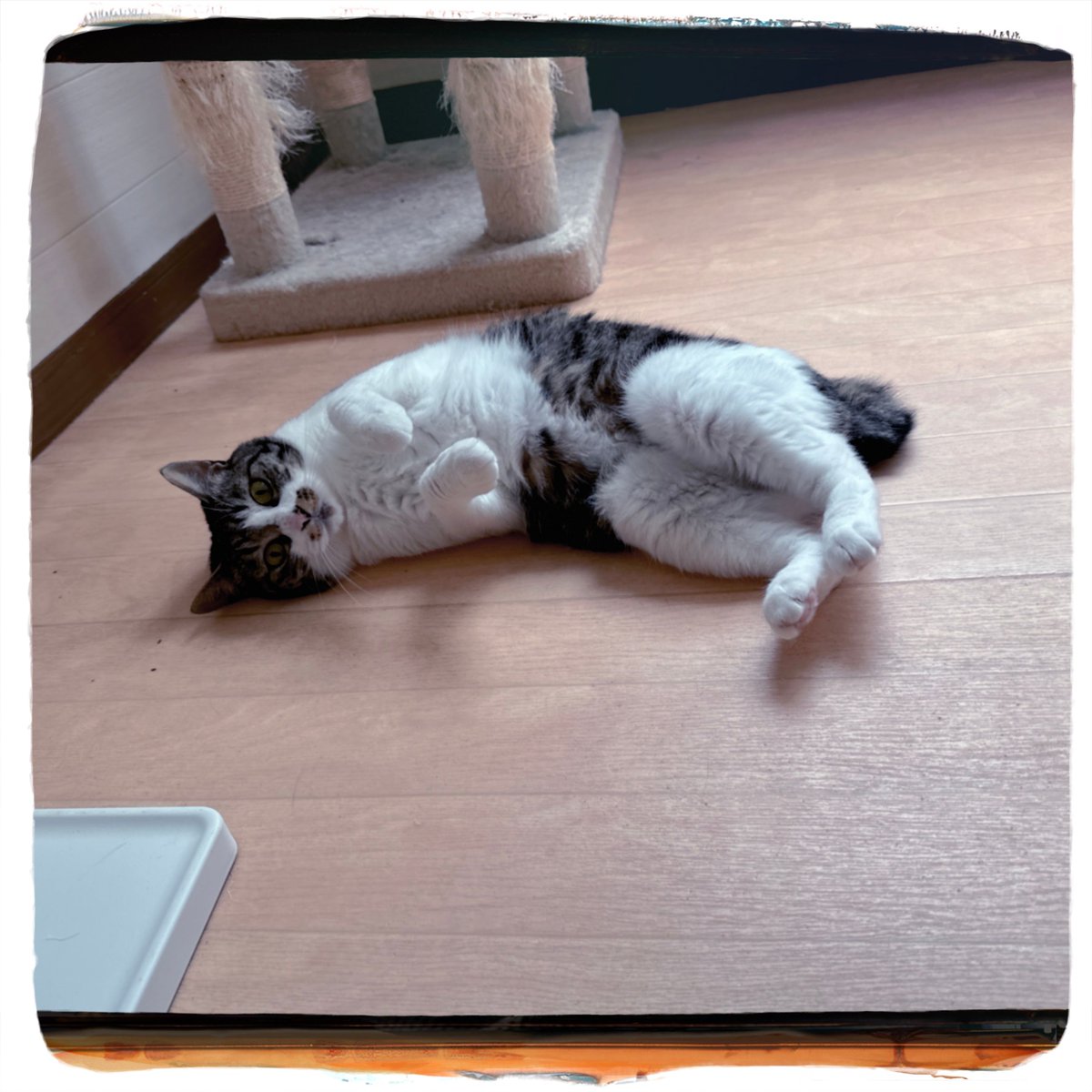 obi_wan_eclipse's tweet photo. #Hipstamatic #BuzzMK1 #Kodama #猫式 #猫 #cat #ShotoniPhone #ねこ #保護猫 #猫カフェ https://t.co/6stnONiaYe