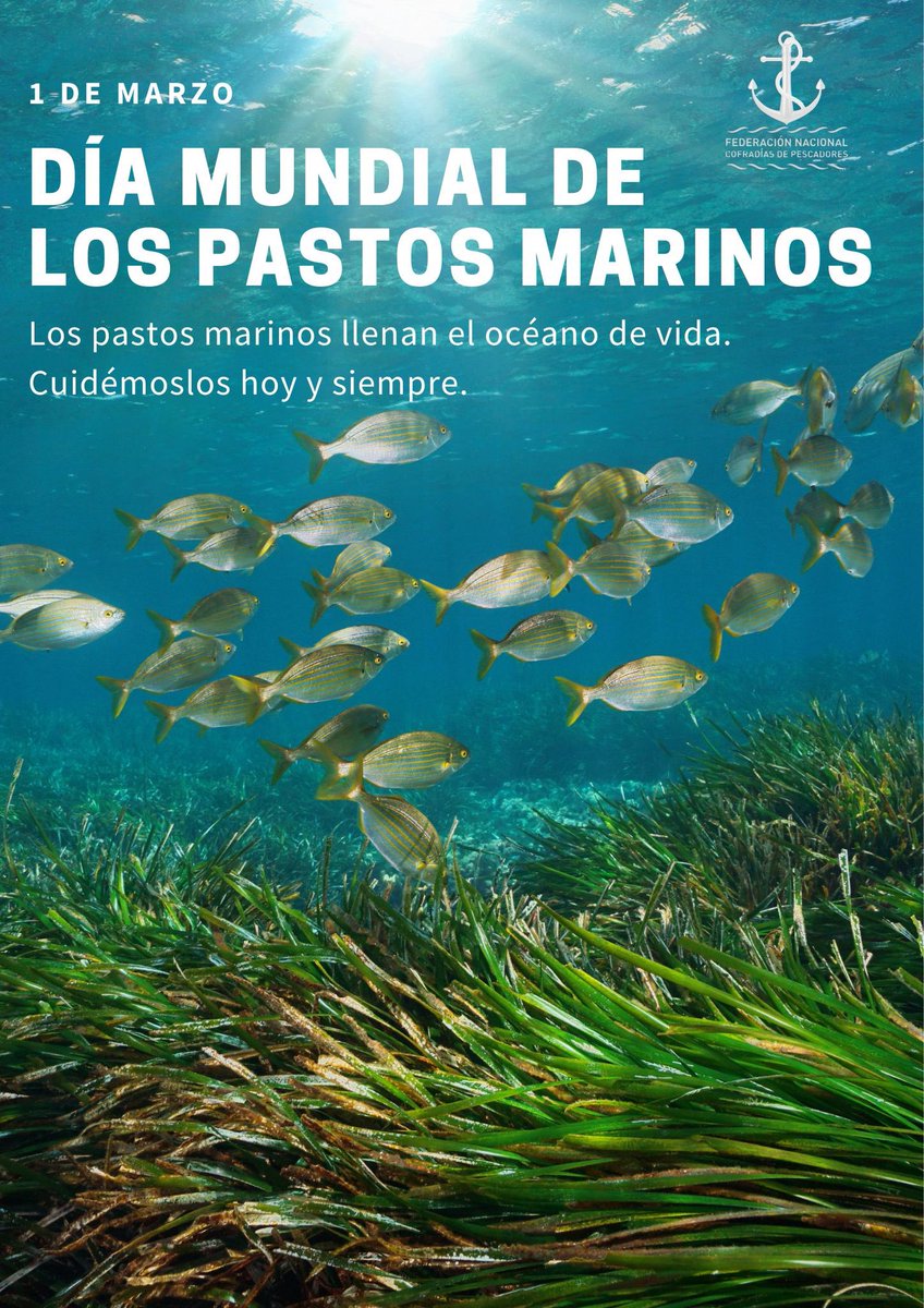 Los pastos marinos proporcionan alimento y refugio a miles de especies de peces, caballitos de mar, tortugas..., además de proporcionar sustento a algunas de las mayores pesquerías del mundo.  Protejamos nuestros tesoros hoy y siempre. 

Feliz Día Mundial de los #PastosMarinos