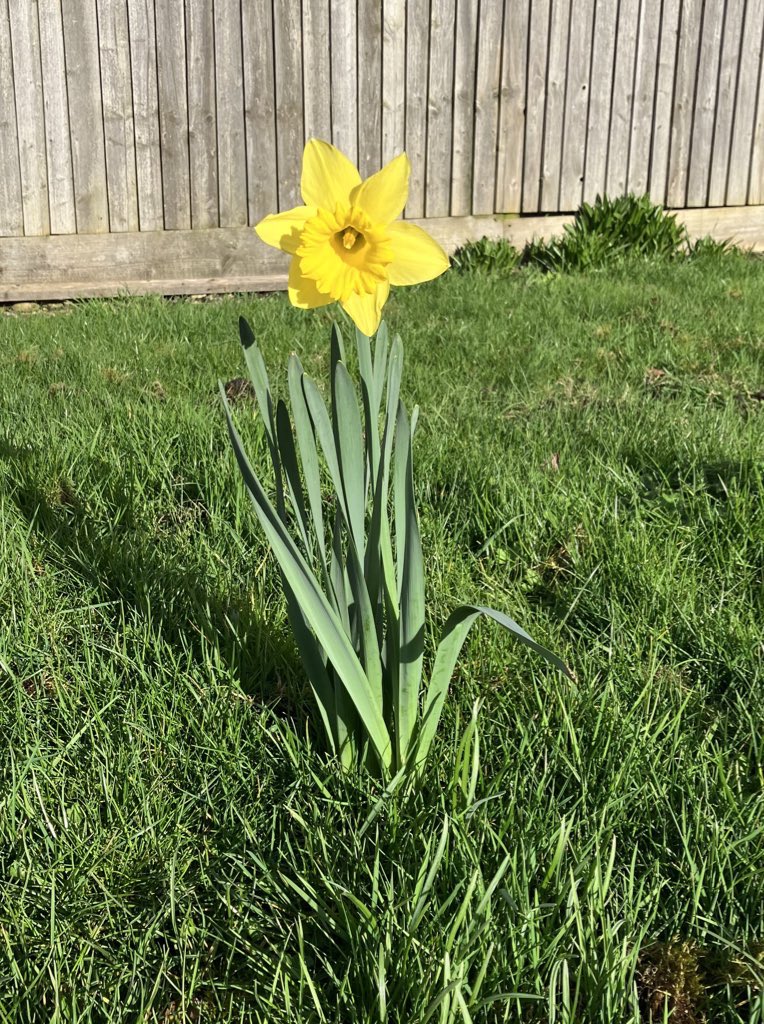 Dydd Gŵyl Dewi hapus i fy ffrindiau a cydweithwyr yngh Nghymru.
Bydd Cymru yn fy nghalon bob amser 
❤️🏴󠁧󠁢󠁷󠁬󠁳󠁿
Best and happiest St David’s Day wishes to all on the other (breathtakingly beautiful) side of The Bridge who are celebrating today 🌼