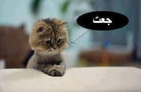 S O U L T A N (@ahmedsoultan68) on Twitter photo 