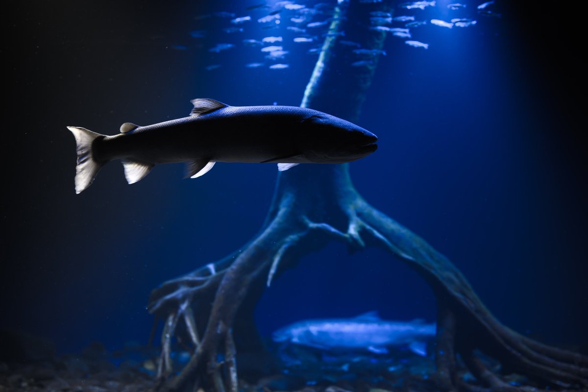 t_aqu_'s tweet image. 北の大地の水族館に行ってきた!!