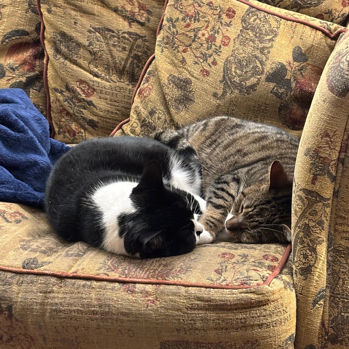 Happy #caturday
Mum Hera (b&amp;w) cuddled up with daughter Rosalind. It’s always Rosalind’s idea but Hera usually welcomes her