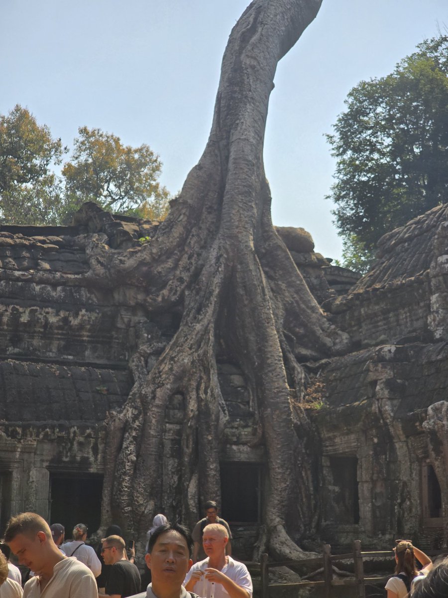 이런 거 보면 새삼 나무의힘 대단하긴해. 이 나무는 뽑아낼수도없다고함. 이미 구조물의 일부가 되어있어서. 그래서 나무 성장억제제를 써서 멈춰놓고만 있다고.