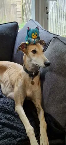 I just received Lucian's dry food from TheFurlanthropist via Throne. Thank you! throne.com/hozzerino #Wishlist #Throne