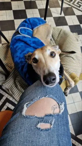 An item on my Throne wishlist just got fully funded: 1 month Dog Walker &amp; Daycare for Lucian. Thank you! throne.com/hozzerino #Wishlist #Throne