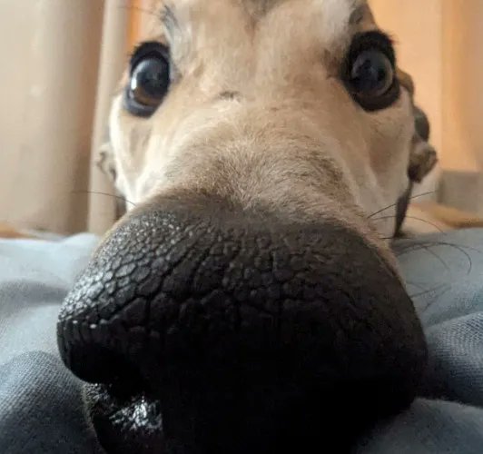 I just received a contribution towards Lucian's wet food from TheFurlanthropist via Throne. Thank you! throne.com/hozzerino #Wishlist #Throne