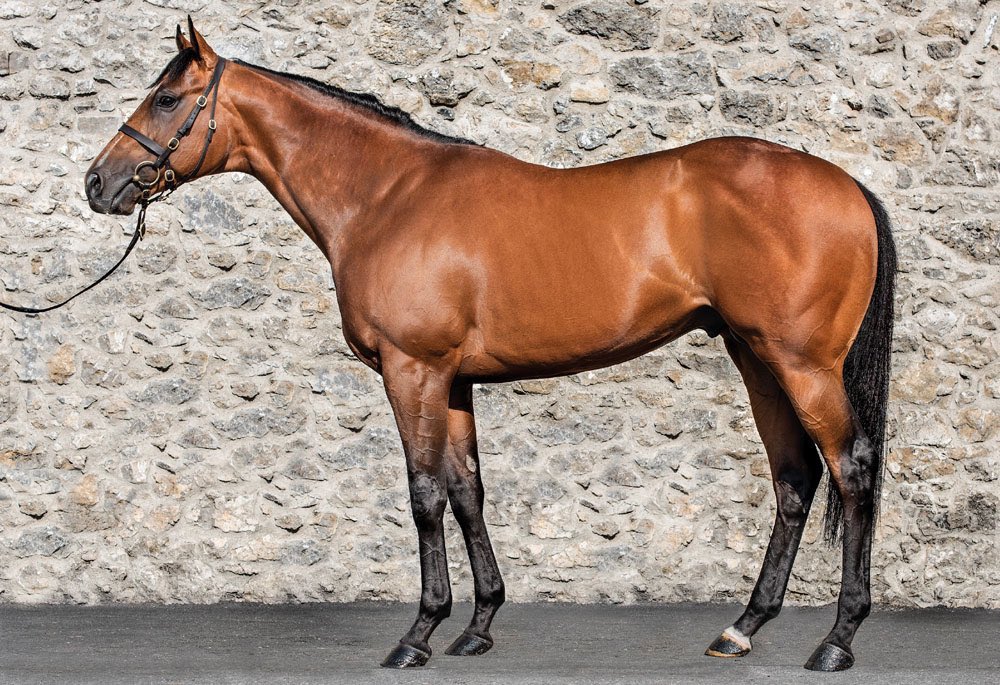 EBN (@bloodstocknews) on Twitter photo Another Group success for <a href="/HoStud/">Tally-Ho Stud</a>'s MEHMAS (pictured) 💥
Already a Group 2 winner this year, WEST ACRE wins the Gr.3 Nad Al Sheba Turf Sprint at Meydan 🏆
Bred by Tally-Ho Stud, the 3yo g. was sold by his breeder to <a href="/A_C_Elliott/">Alex Elliott</a> / <a href="/JSBLOODSTOCK/">Billy Jackson Stops</a> for £95k <a href="/GoffsUK/">Goffs UK</a> Premier Another Group success for <a href="/HoStud/">Tally-Ho Stud</a>'s MEHMAS (pictured) 💥
Already a Group 2 winner this year, WEST ACRE wins the Gr.3 Nad Al Sheba Turf Sprint at Meydan 🏆
Bred by Tally-Ho Stud, the 3yo g. was sold by his breeder to <a href="/A_C_Elliott/">Alex Elliott</a> / <a href="/JSBLOODSTOCK/">Billy Jackson Stops</a> for £95k <a href="/GoffsUK/">Goffs UK</a> Premier