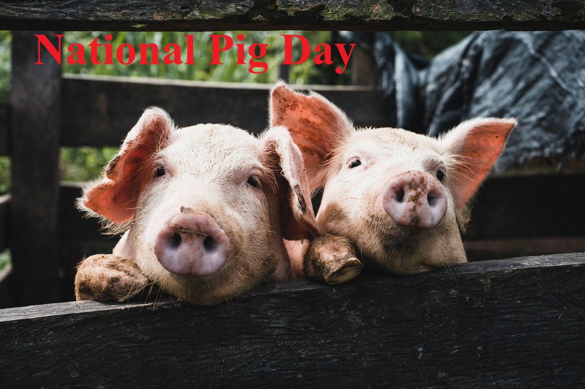 National Pig Day
National Pig Day is an event held annually on the first day of March in the United States to celebrate the pig. National Pig Day includes events at zoos, schools, nursing homes, and sporting events around the United States.

The holiday is most often celebrated
