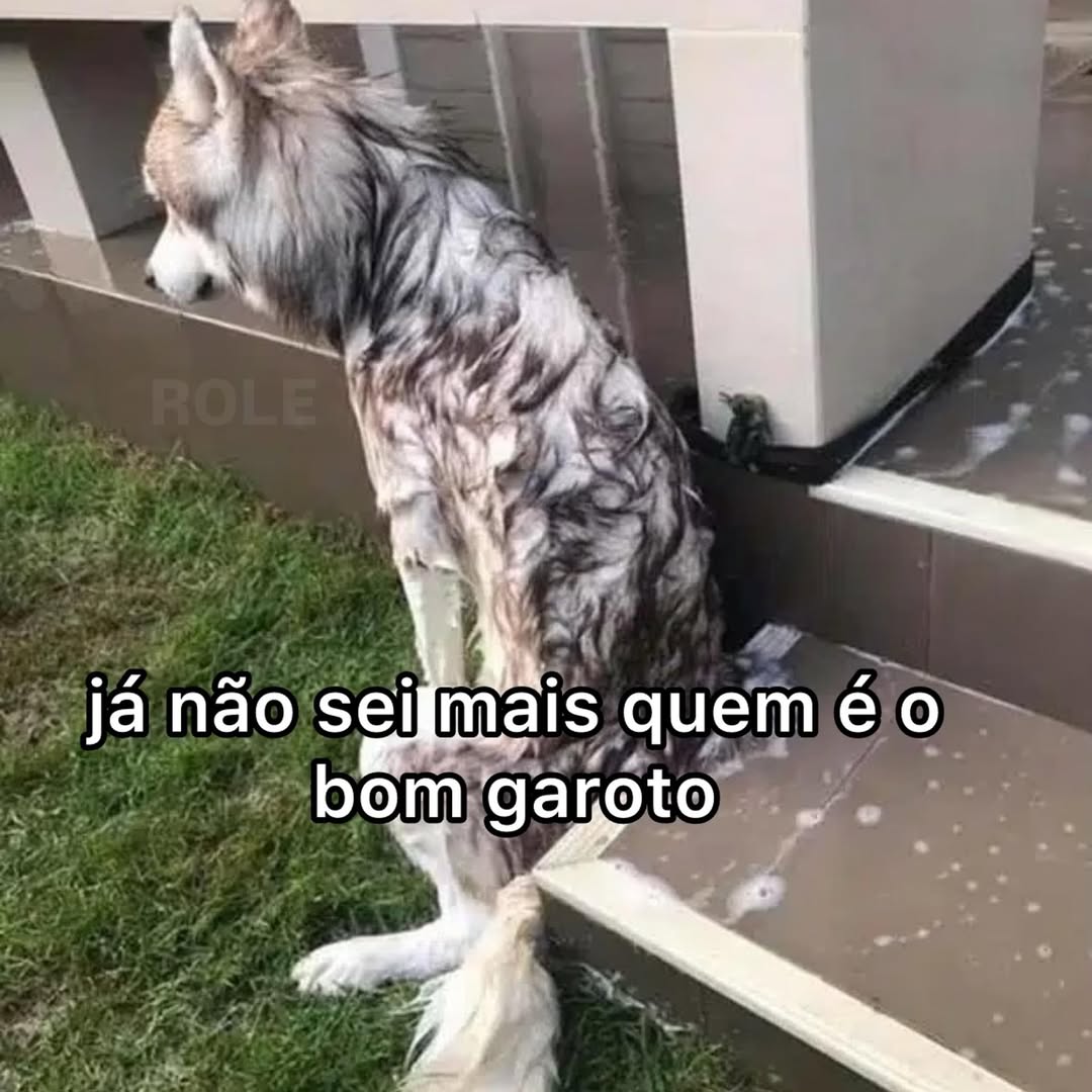 perfil dedicado a gatinhos e peitos (@odeiootaco) on Twitter photo 