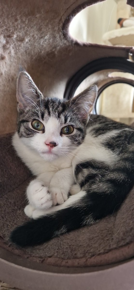 Sula Ross tweet media