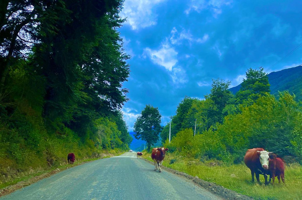Excelentes vacaciones en el sur de Chile (Patagonia) en nuestra muy querida Carretera Austral, 100% recomendable, donde te puedes encontrar con cualquier compañero de ruta.

Muchas gracias a la Carretera, siempre ahí 24/7!!!!

<a href="/mop_chile/">Ministerio de Obras Públicas🇨🇱</a> 
#Estabilización
#Asfalto #Betún
#Emulsión