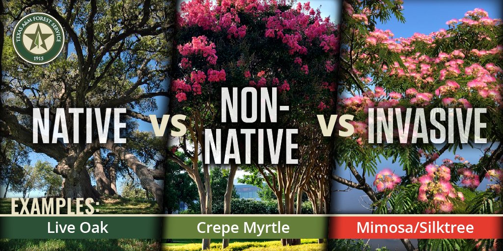 TXForestService's tweet image. Rounding out #NISAW:
🌳Natives have evolved and naturally occur in a region &amp;amp; ecosystem
🌳Non-natives don't originate in the area where they're found
🌳Invasives are non-native and their introduction is likely to cause harm to the economy and environment. 
ow.ly/TSAl50V5pO7