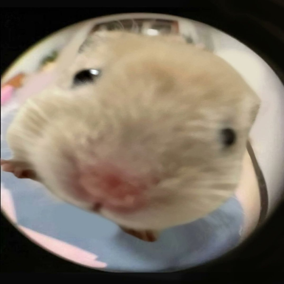 그냥 햄스터이고 싶어요..
귀엽기라두 하잔아용🤭