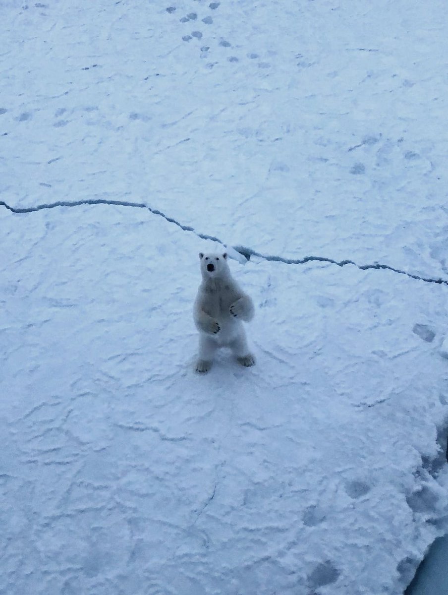 Местный алабай приветствует членов экипажа ледокола )
